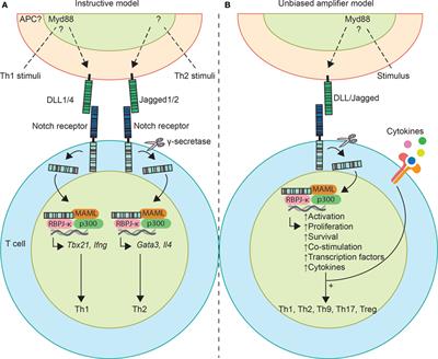 notch signaling cell immunology frontiers